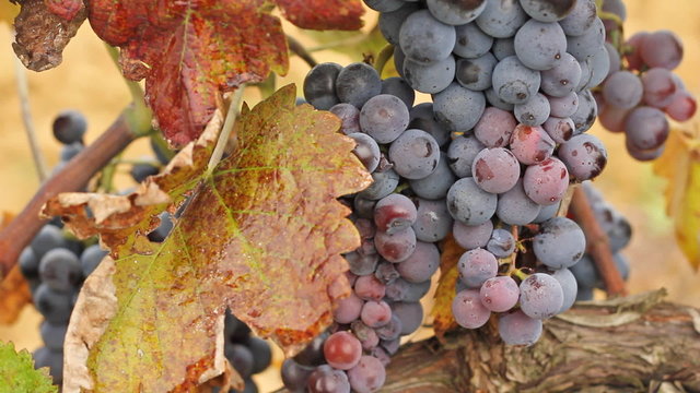 Red wine grapes in a vineyard, ready for picking