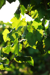 Bunches of ripe grape on plantation closeup