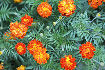 Dubky flowers after the rain