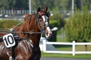 Obraz premium trotteur