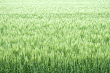 小麦畑　北海道　初夏