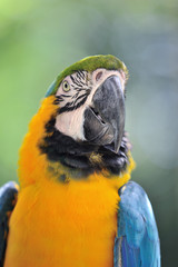 ルリコンゴウインコ