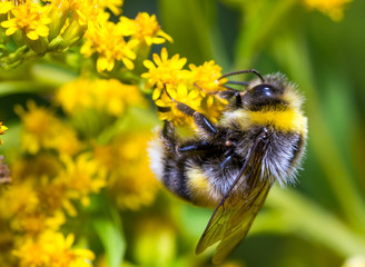 Bumblebee on a yellow flower