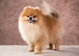 Portrait Pomeranian dog
