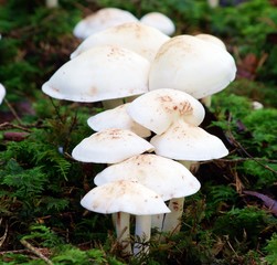Weiße Pilze im Wald