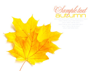 Autumn maple leaves isolated on white background