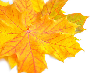 Naklejka na ściany i meble Autumn maple leaves on white background