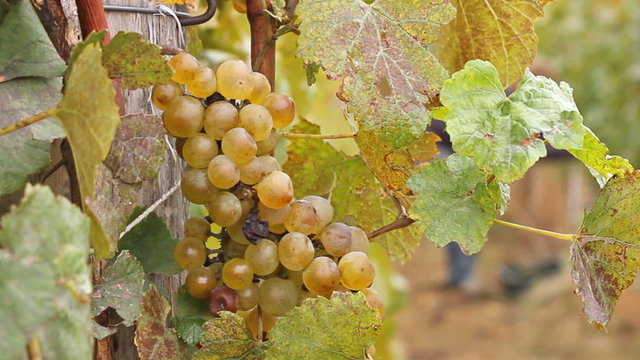 Farmer picking white wine grapes in vineyard