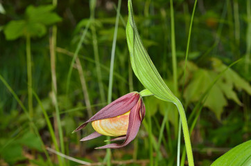 Wild orchid (Cypripedium calceolus) 7