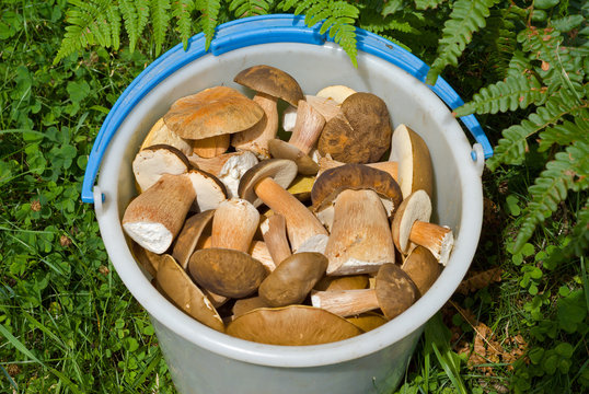 Bucket with mushrooms 9