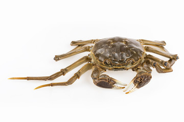 freshwater crab closeup