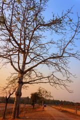 Thailand Tree Sunset