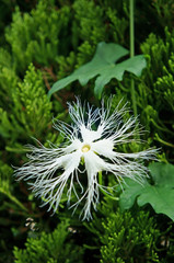 カラスウリの花