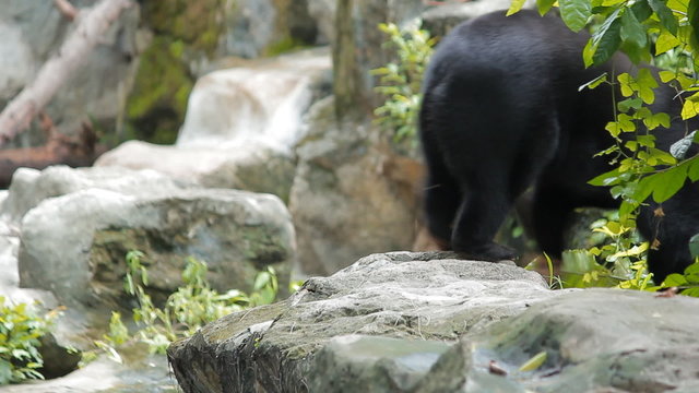 Malayan sun bear