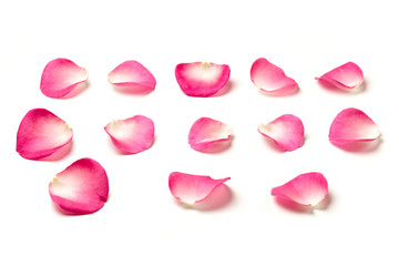 Pink rose petals isolated - obrazy, fototapety, plakaty