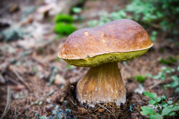 Polish mushroom close-up
