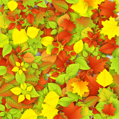 Autumn Background with Leaves