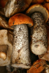Kozak wśród innych grzybów
