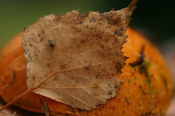 liść z pajączkiem na grzybku