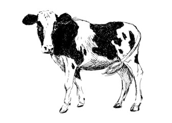 Hand drawing cow. Vector illustration