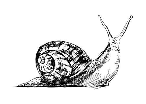 Hand drawing a snail. Vector illustration