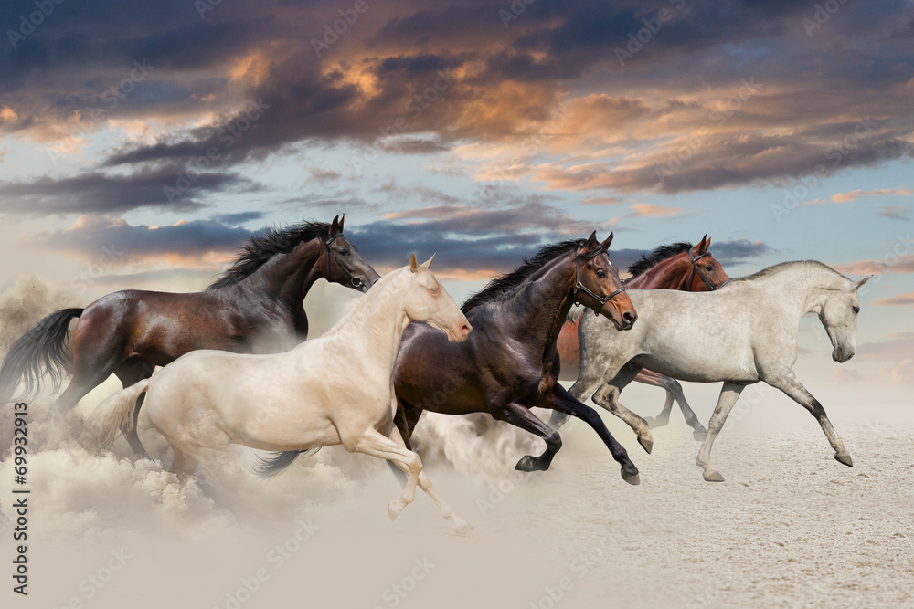 Wall mural five horse run gallop in desert at sunset