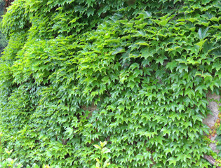 Стена обвитая зеленым плющом природный фон дизайн материал.
