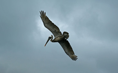 Obraz premium Pélican brun