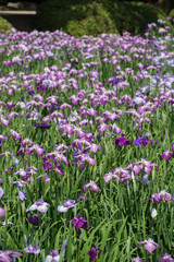 Obraz premium 花菖蒲
