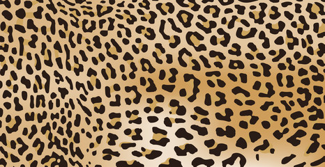 Tiger fur texture