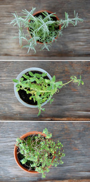 collage of fresh herbs in flower pots on wooden table