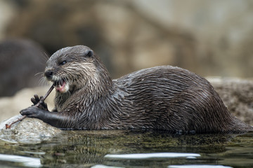 otter portrait