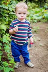 Adorable toddler boy picking raspberries