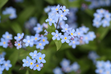Forget-me-not