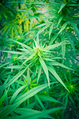 cannabis plant marijuana