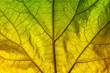 Naklejka na ściany i meble Autumn leaf texture