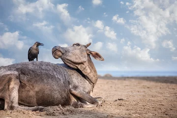 Gordijnen Crow on the cow in India © pikoso.kz