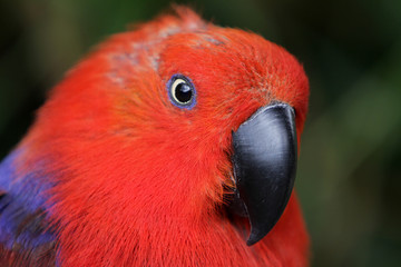 Edelpapagei (Weibchen)