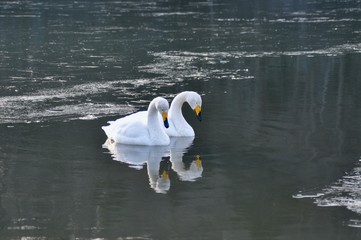 微睡む白鳥のペア