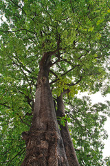 Fototapeta premium Suicide tree