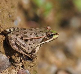 European Marsh Frog, Rana ridibunda