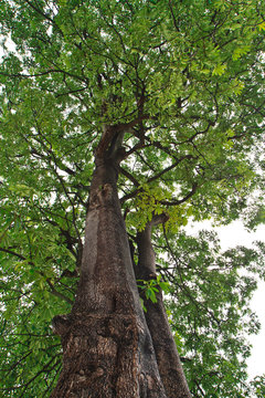 Suicide tree
