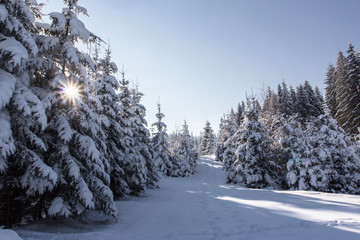 Winter in mountains Carpathians, Ukraine - obrazy, fototapety, plakaty