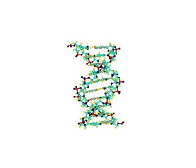 DNA helix molecule isolated on white