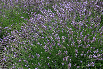 Lavender field in the summer in Provence, southern France