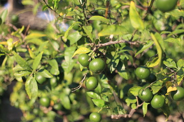 mandarin orange tree in Japan