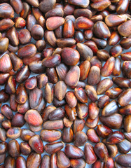 cedar nuts