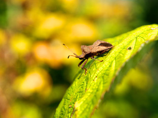 Blattwanze
