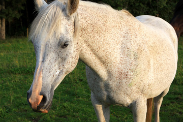Obraz na płótnie Canvas White horse on the green field, Germany