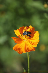 キバナコスモスとハチ